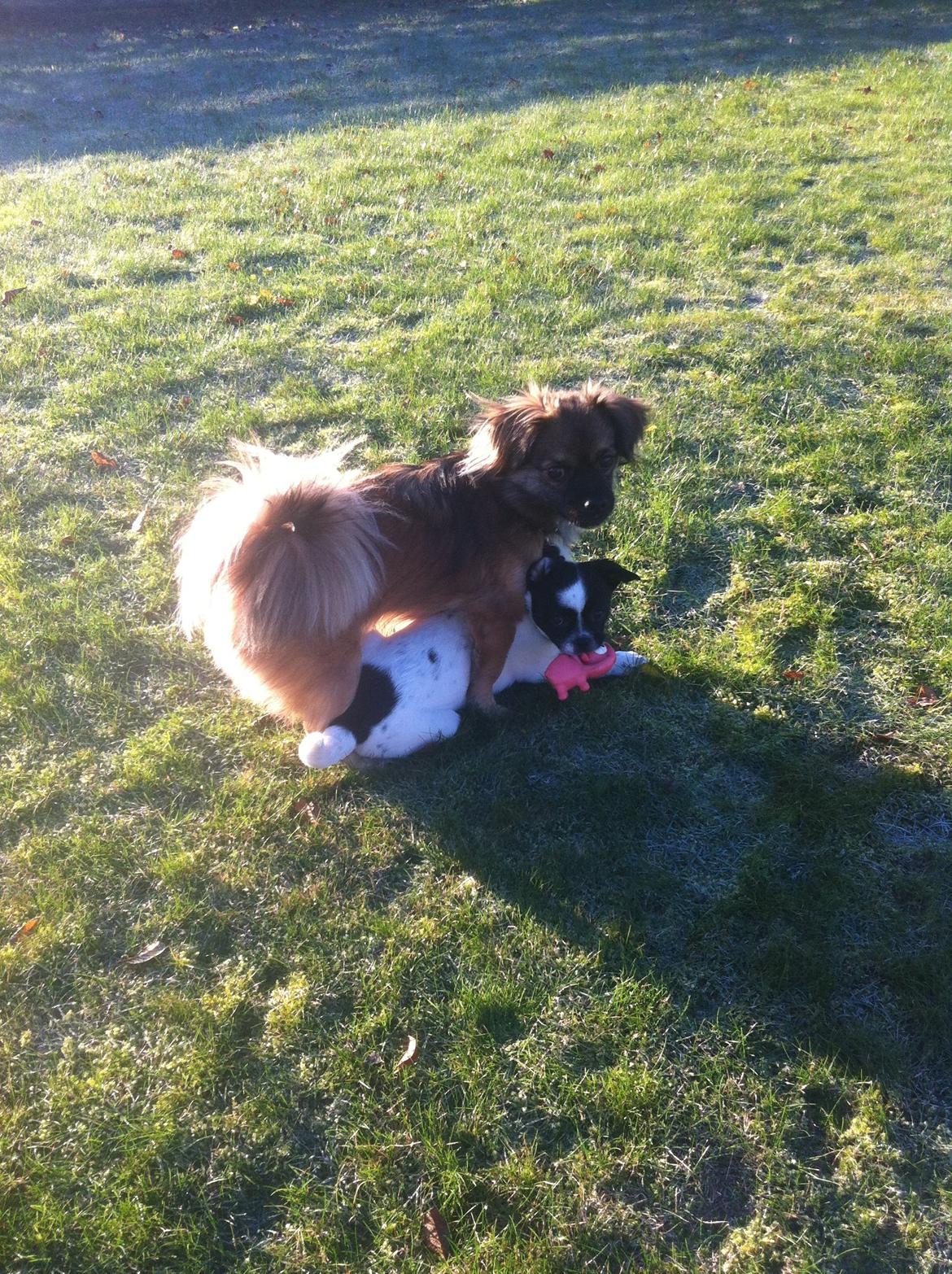 Blanding af racer Milo billede 2