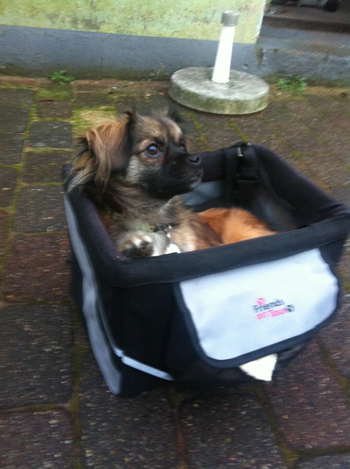 Blanding af racer Milo billede 3