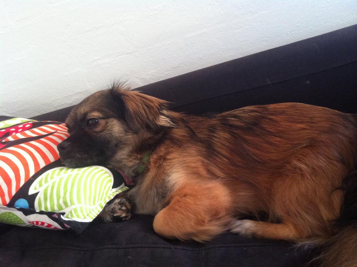 Blanding af racer Milo billede 4