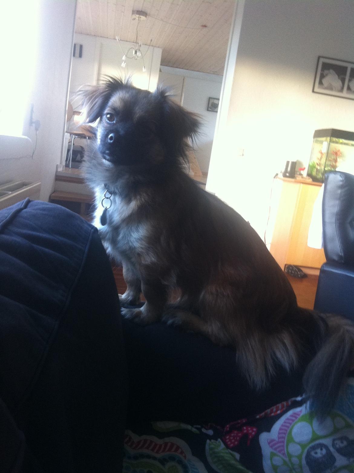 Blanding af racer Milo billede 7