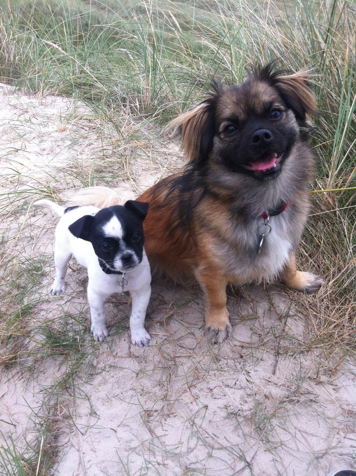 Blanding af racer Milo billede 9