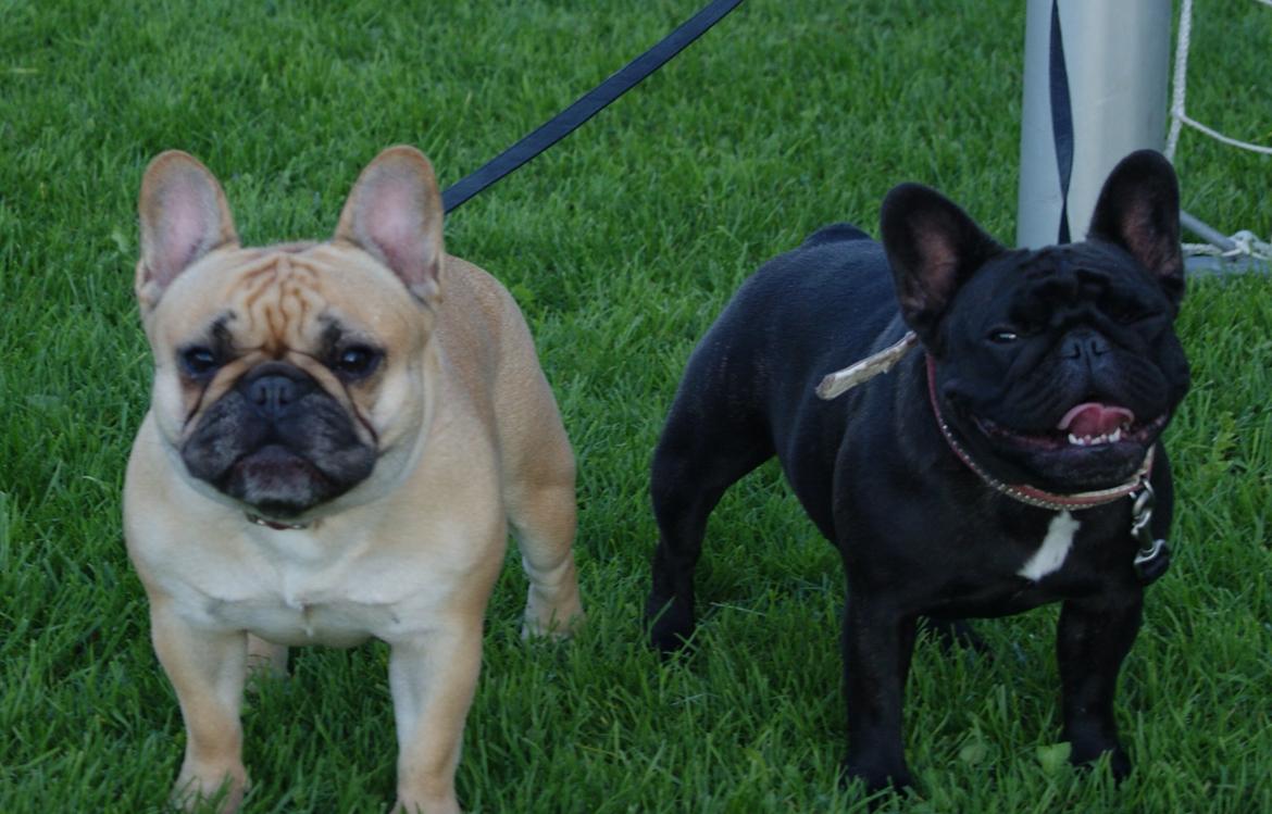 Fransk bulldog Bullystyle´s Fille D´Amore (Beté) billede 12