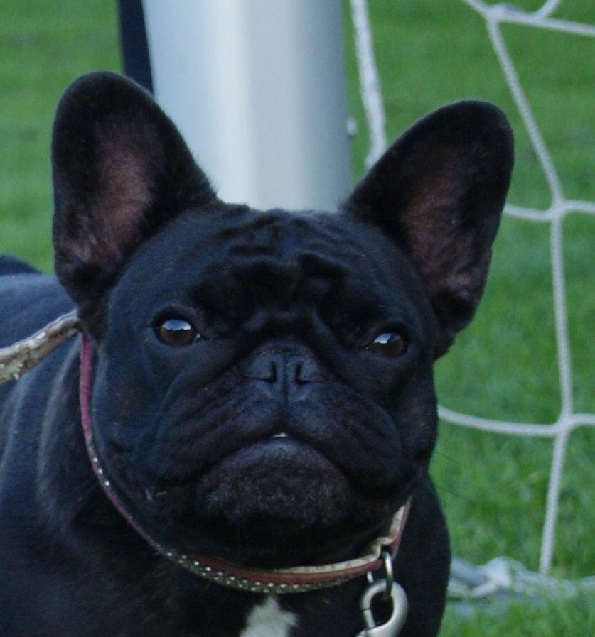 Fransk bulldog Bullystyle´s Fille D´Amore (Beté) billede 13