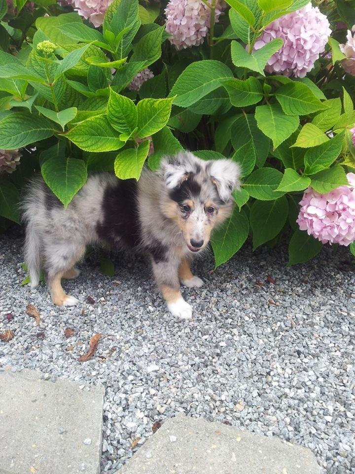 Shetland sheepdog MORGAN billede 12