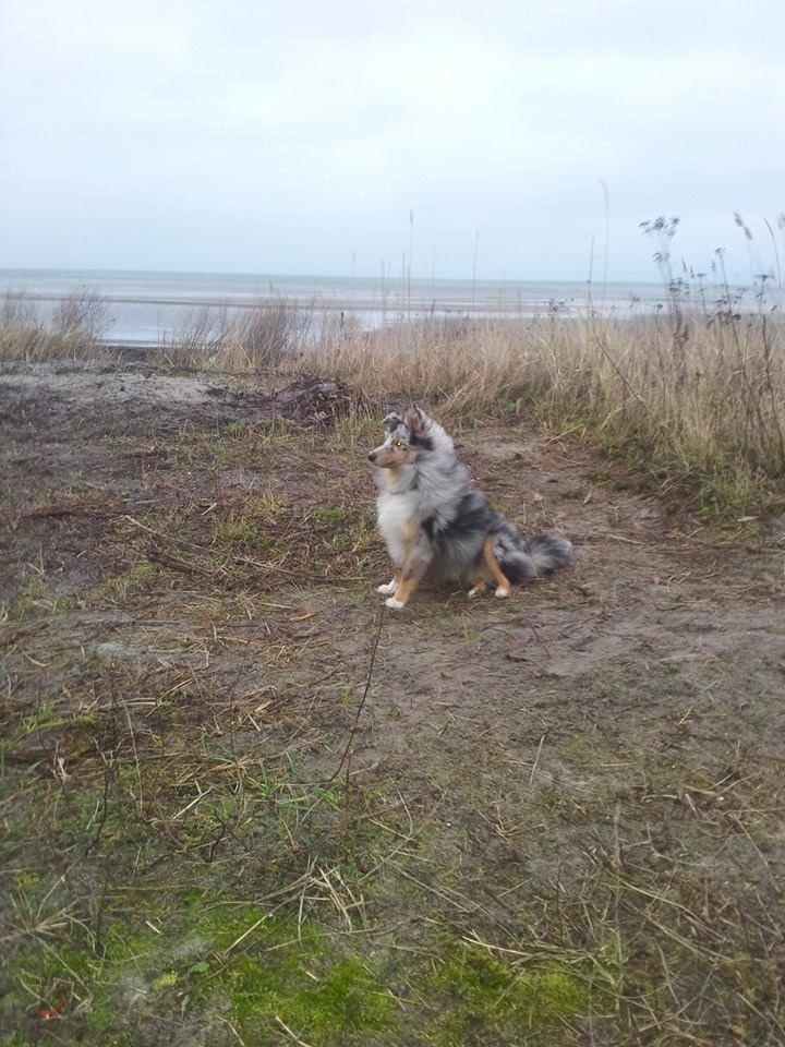 Shetland sheepdog MORGAN billede 7