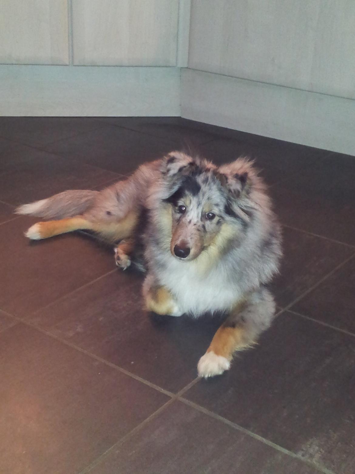 Shetland sheepdog MORGAN billede 6