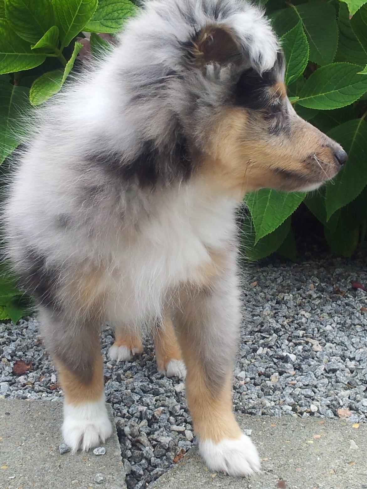 Shetland sheepdog MORGAN billede 13