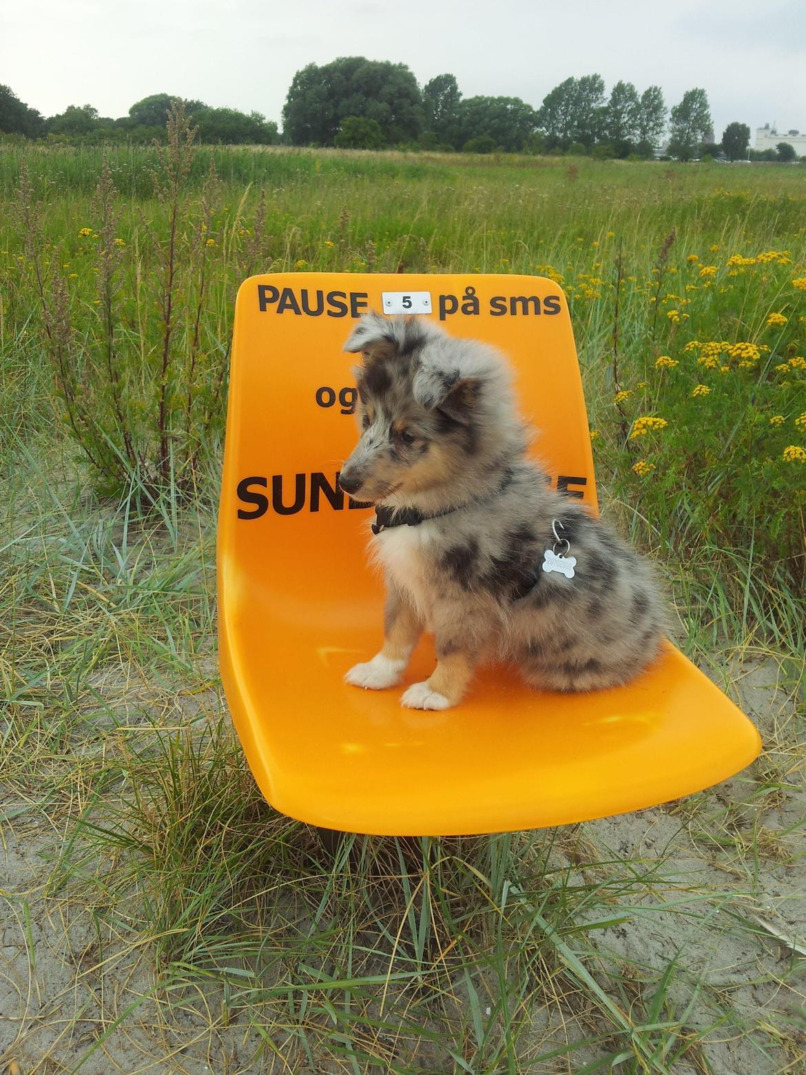 Shetland sheepdog MORGAN billede 9