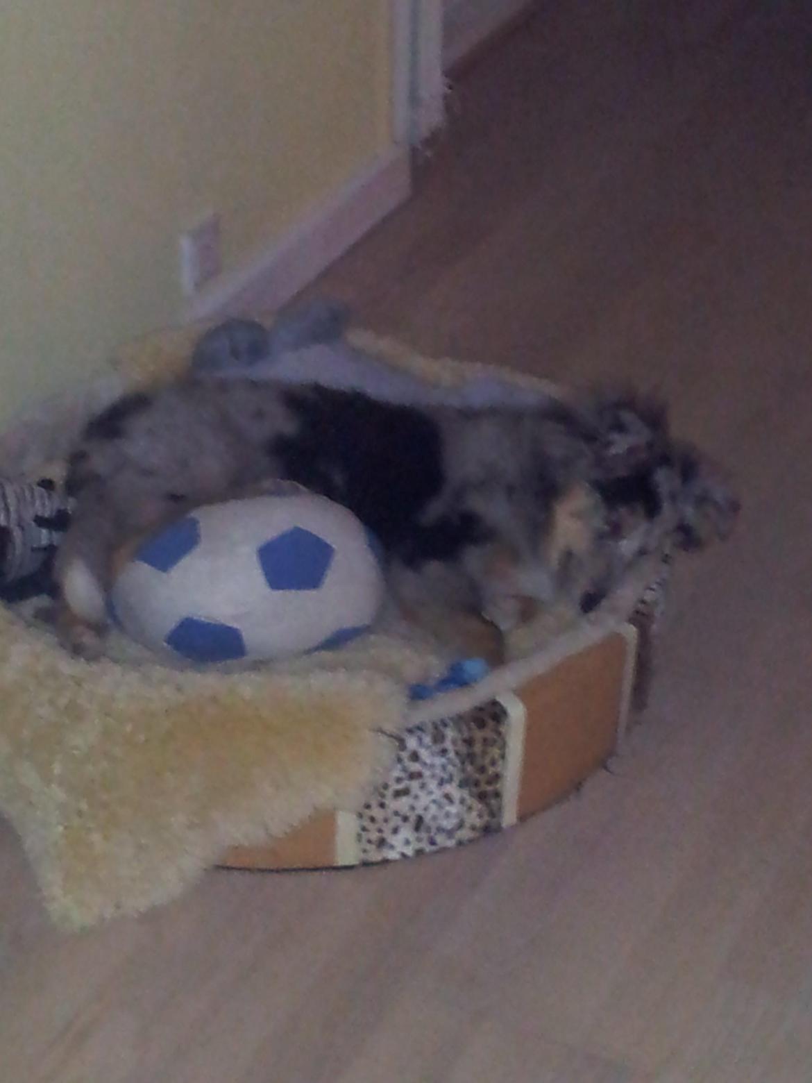 Shetland sheepdog MORGAN billede 8