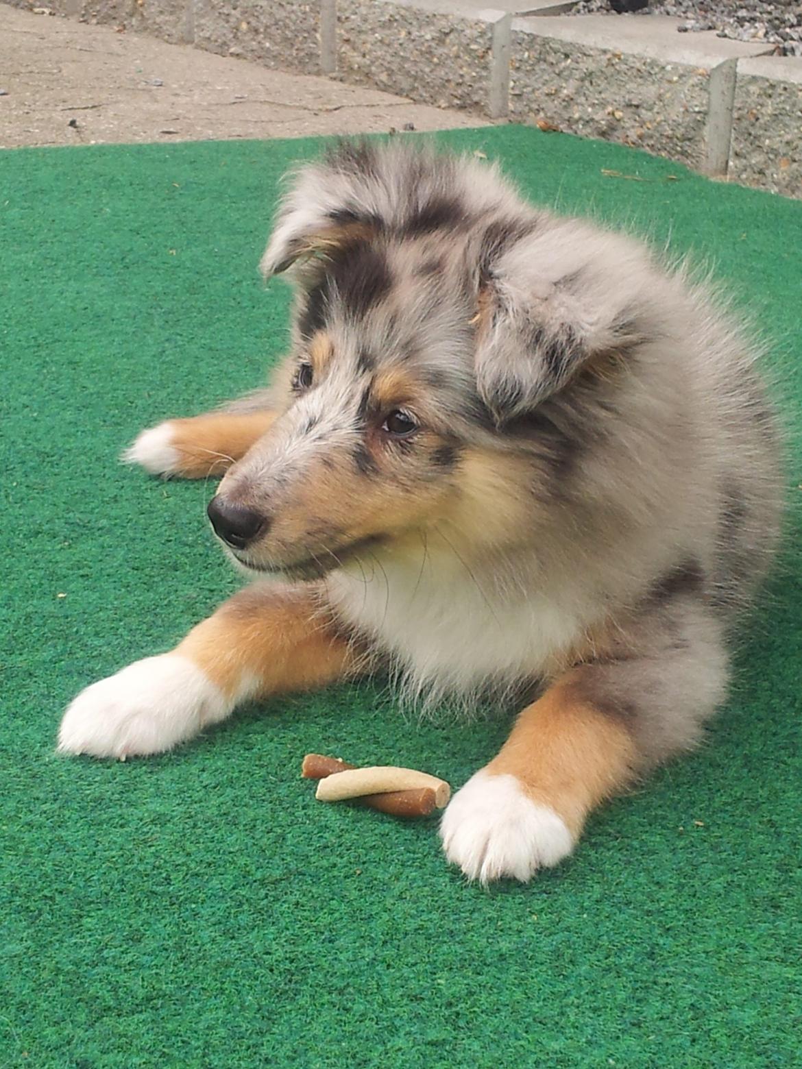 Shetland sheepdog MORGAN billede 11