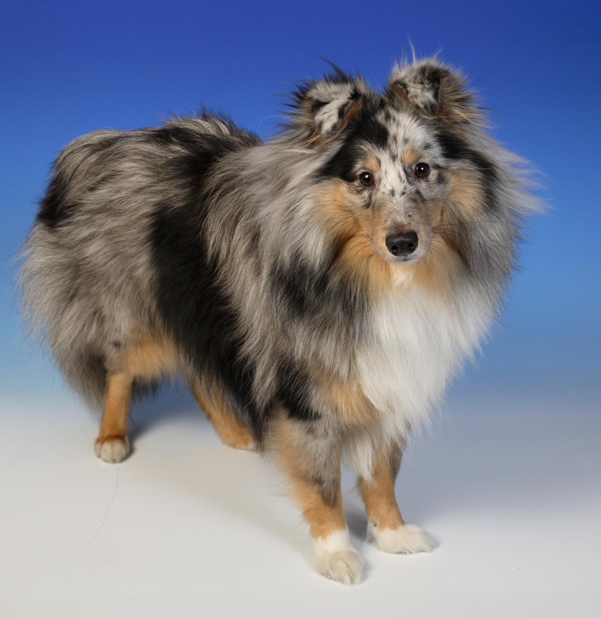 Shetland sheepdog MORGAN billede 5