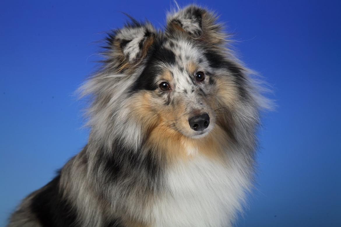 Shetland sheepdog MORGAN billede 1