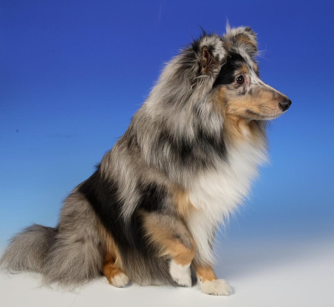 Shetland sheepdog MORGAN billede 4
