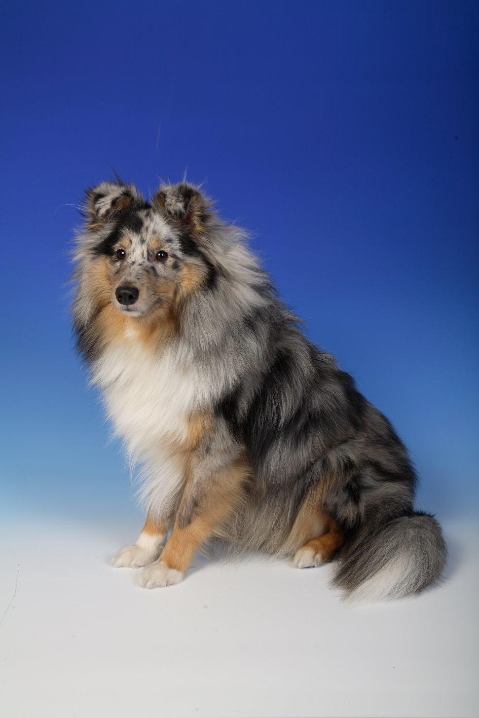 Shetland sheepdog MORGAN billede 3