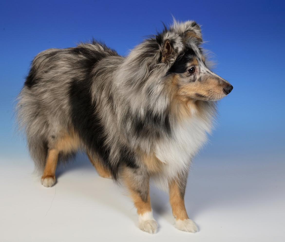 Shetland sheepdog MORGAN billede 2