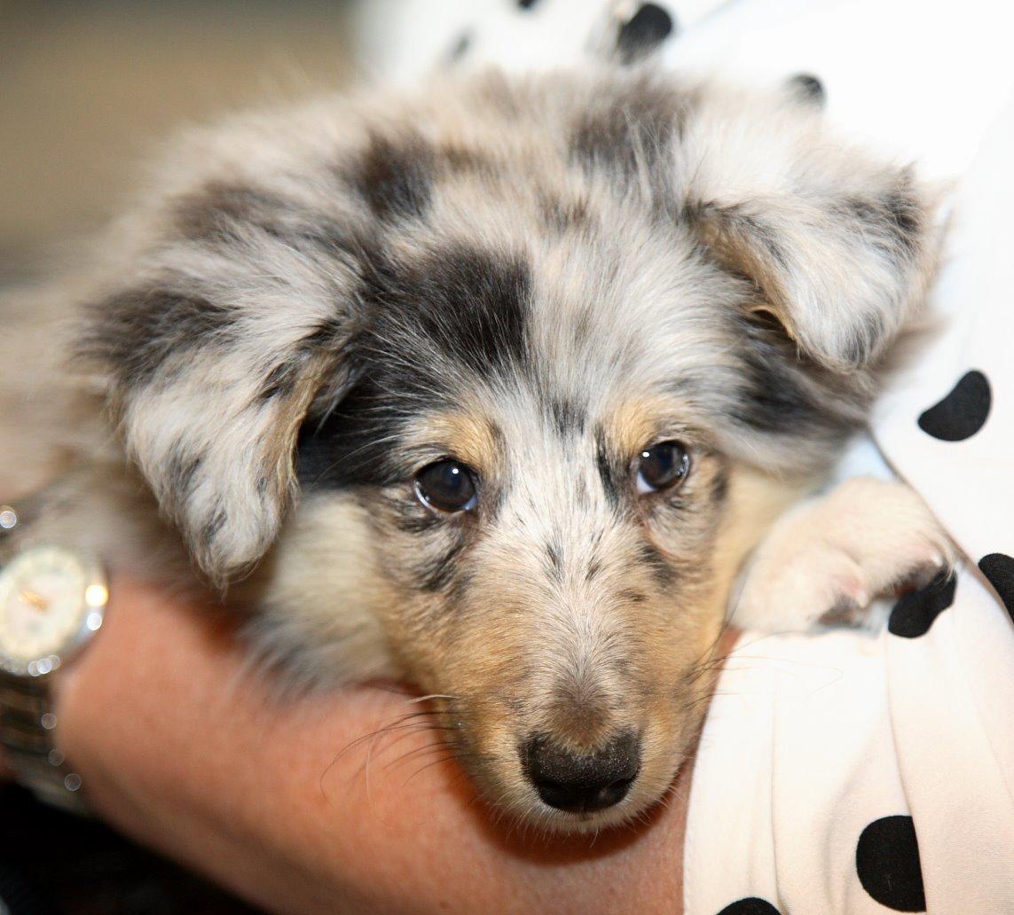 Shetland sheepdog MORGAN billede 10