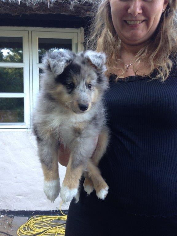 Shetland sheepdog MORGAN billede 15