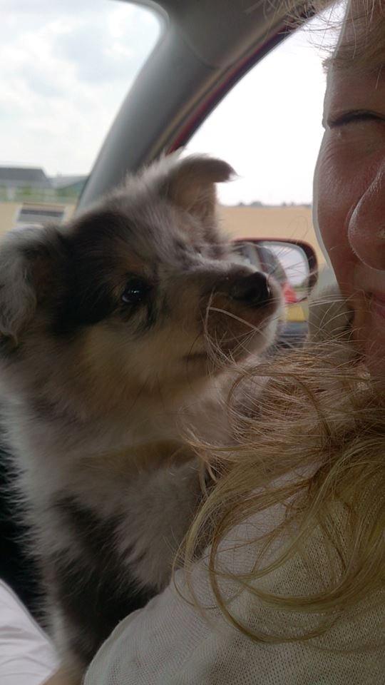 Shetland sheepdog MORGAN billede 14