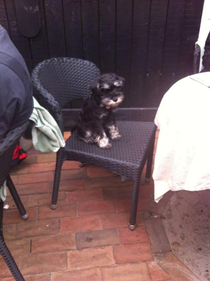 Dvaergschnauzer Frisenborg's Ebba (a.k.a. Bibbi) - På ø-tur, jeg måtte ikke rode sand op på folks tær, så jeg blev sat på en stol ved bordet.. Ja, mindre kan vel heller ikke gøre det! billede 7
