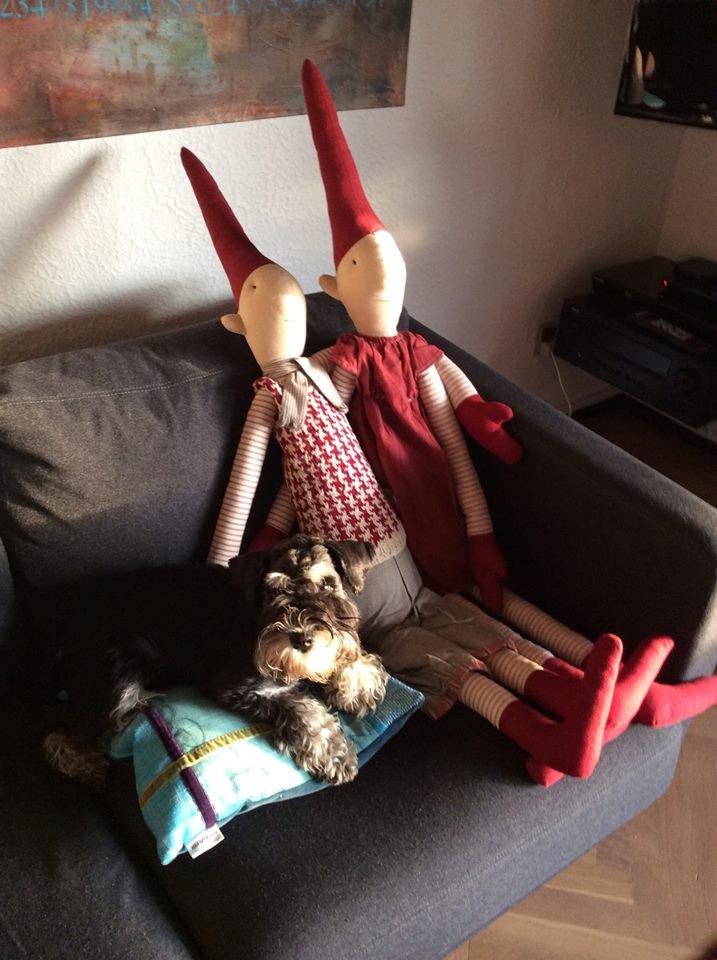 Dvaergschnauzer Frisenborg's Ebba (a.k.a. Bibbi) - Til jul måtte jeg indskrænke mig på sofaen, fordi de her to skulle bruge mit hjørne! Hvad man ikke må finde sig i i det her hus!! billede 9