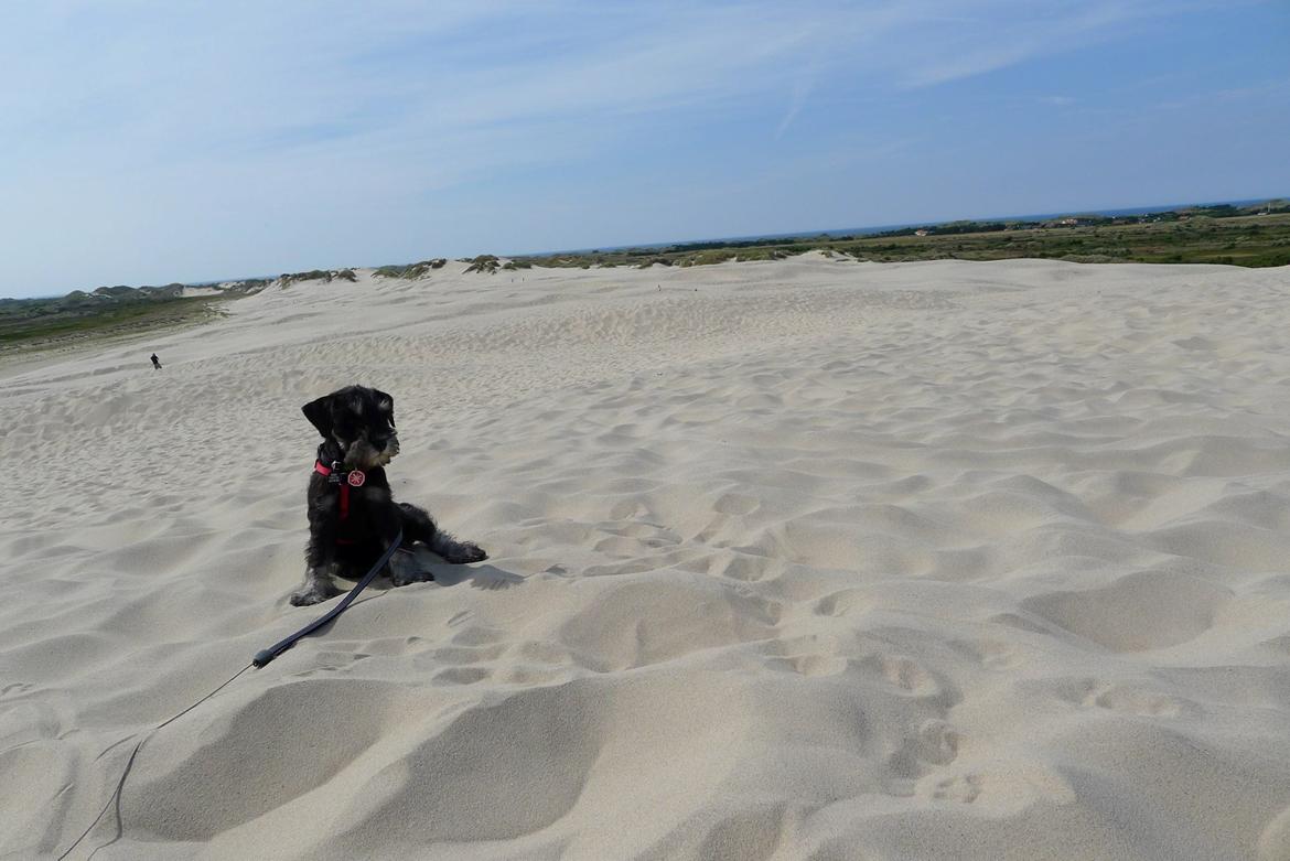 Dvaergschnauzer Frisenborg's Ebba (a.k.a. Bibbi) - Råbjergmile - jeg blev naturligvis båret op OG ned, men kunne godt lige sidde selv lidt på toppen :-) billede 10