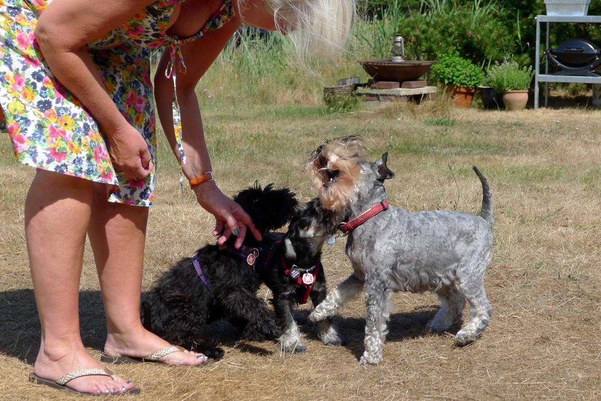 Dvaergschnauzer Frisenborg's Ebba (a.k.a. Bibbi) - På vej hjem fra Skagen stoppede vi og sagde hej til 14 årige Trixie - hun er grunden til at mine forældre valgte dværgschnauzer, så hende elsker vi alle <3 billede 11