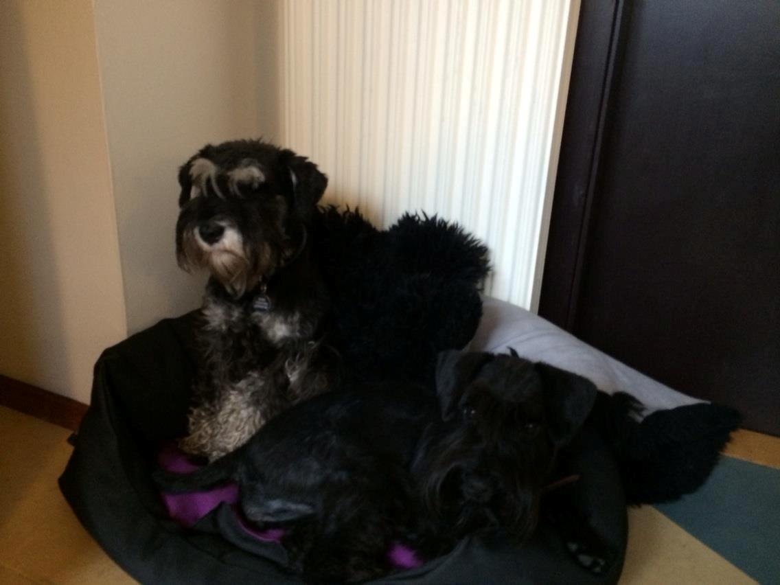 Dvaergschnauzer Frisenborg's Ebba (a.k.a. Bibbi) - Hjemme i køkkenet, både den sorte pude og jeg er blevet større.. Næsten ikke plads i kurven til os begge mere..:-/ billede 12