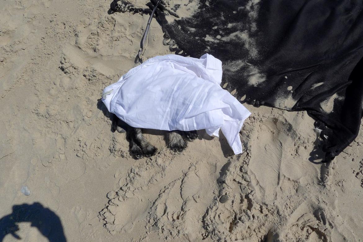 Dvaergschnauzer Frisenborg's Ebba (a.k.a. Bibbi) - Stranden i Skagen, moren havde heldigvis en skjorte med, så efter tæerne var dyppet (og bestemt ikke mere!!) tog jeg lige en lur i skyggen. billede 8