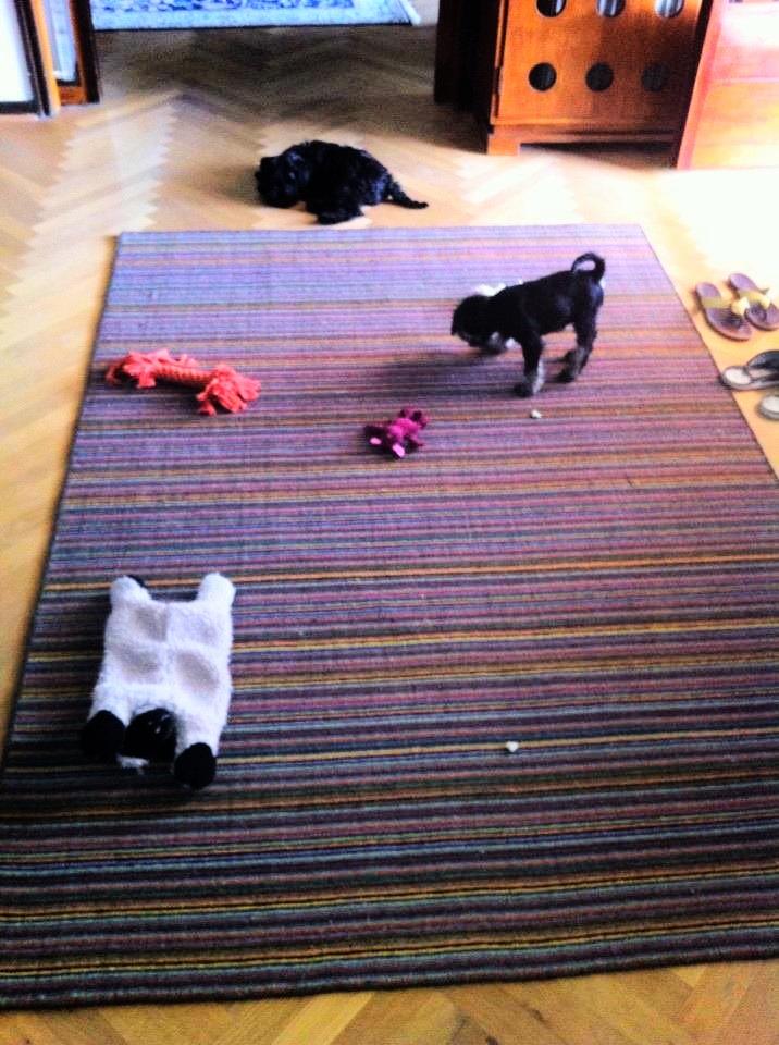 Dvaergschnauzer Frisenborg's Ebba (a.k.a. Bibbi) - Den sorte pude ligger der stadig, jeg leger nu lige lidt først, inden jeg skal bruge hende ;-) billede 13