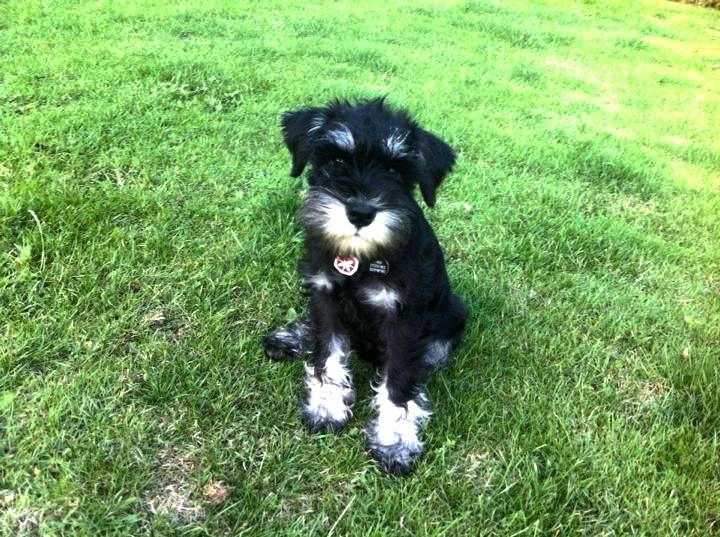 Dvaergschnauzer Frisenborg's Ebba (a.k.a. Bibbi) - Tak for nu. I må gerne lægge en lækker bedømmelse og kommentar, så blivs jeg glad :-) billede 20