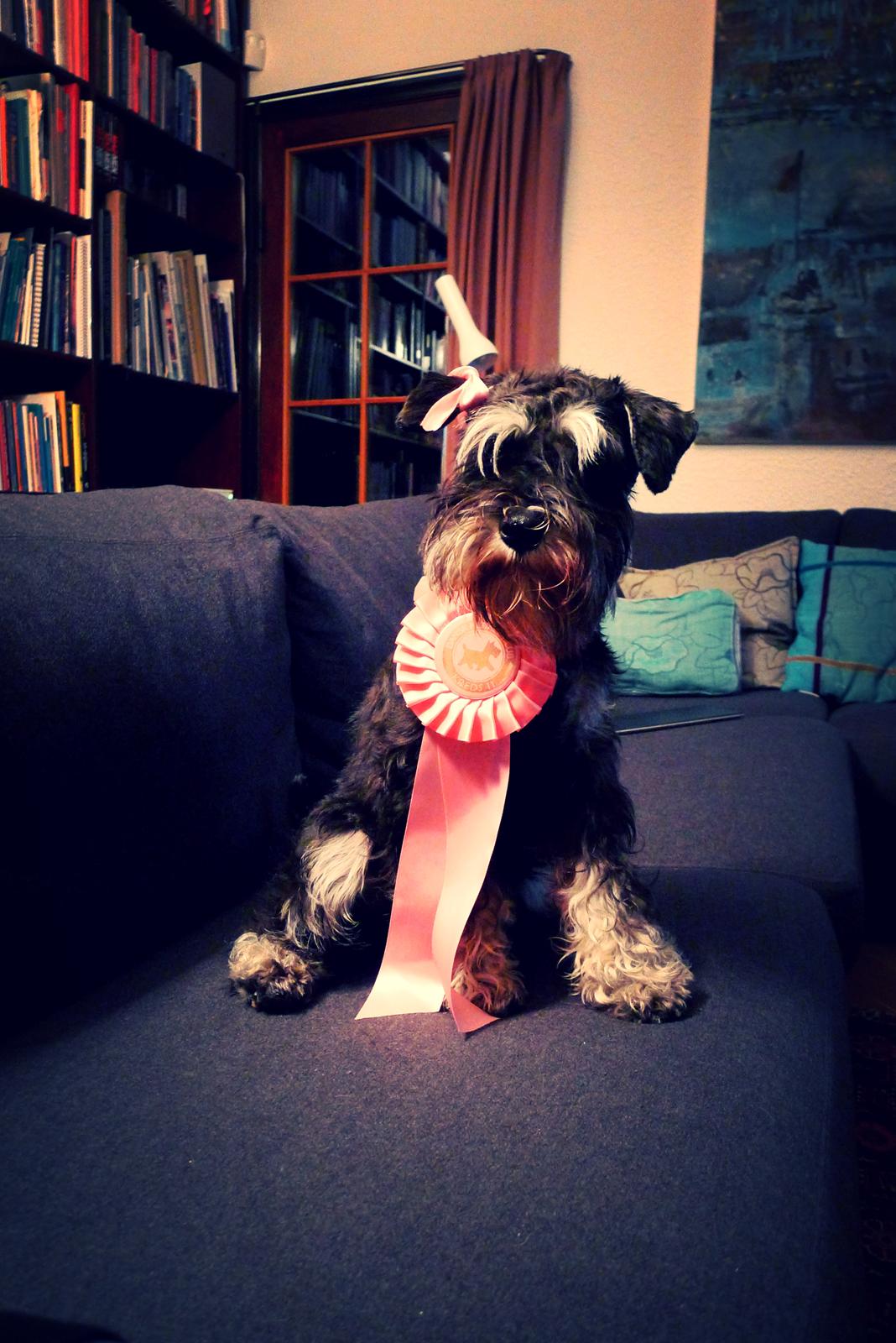 Dvaergschnauzer Frisenborg's Ebba (a.k.a. Bibbi) - Her har jeg lige vundet en tredje plads og blevet bedømt til SL på nytårsskuet i Gjern billede 19