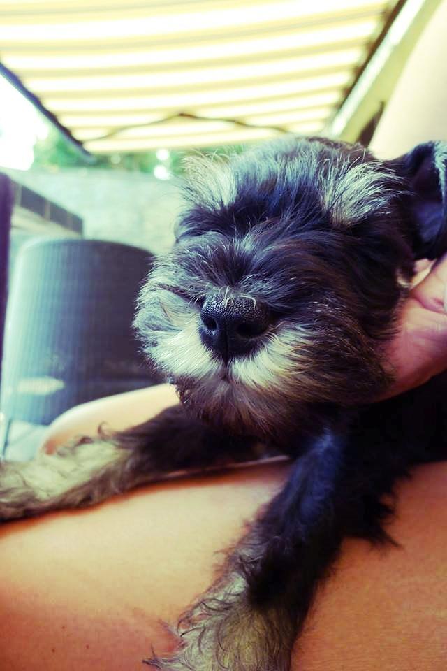 Dvaergschnauzer Frisenborg's Ebba (a.k.a. Bibbi) - Close-up.. billede 18