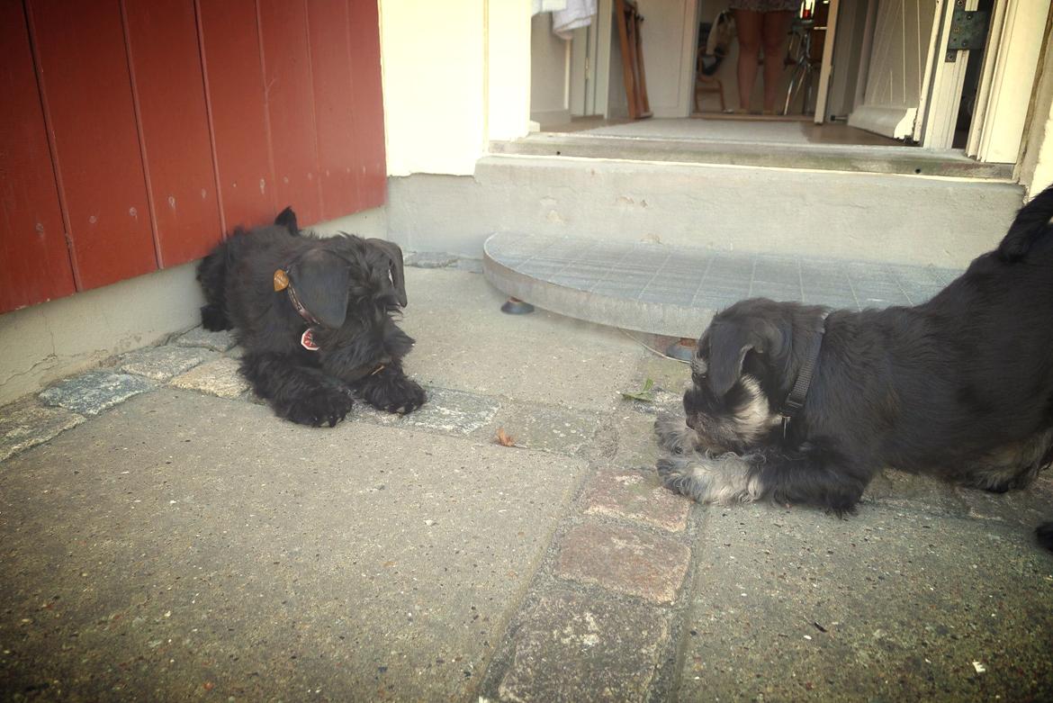 Dvaergschnauzer Frisenborg's Ebba (a.k.a. Bibbi) - Her har vi fanget og næsten dræbt en natsværmer i Skagen! Tæt kamp men vi vandt!! billede 17