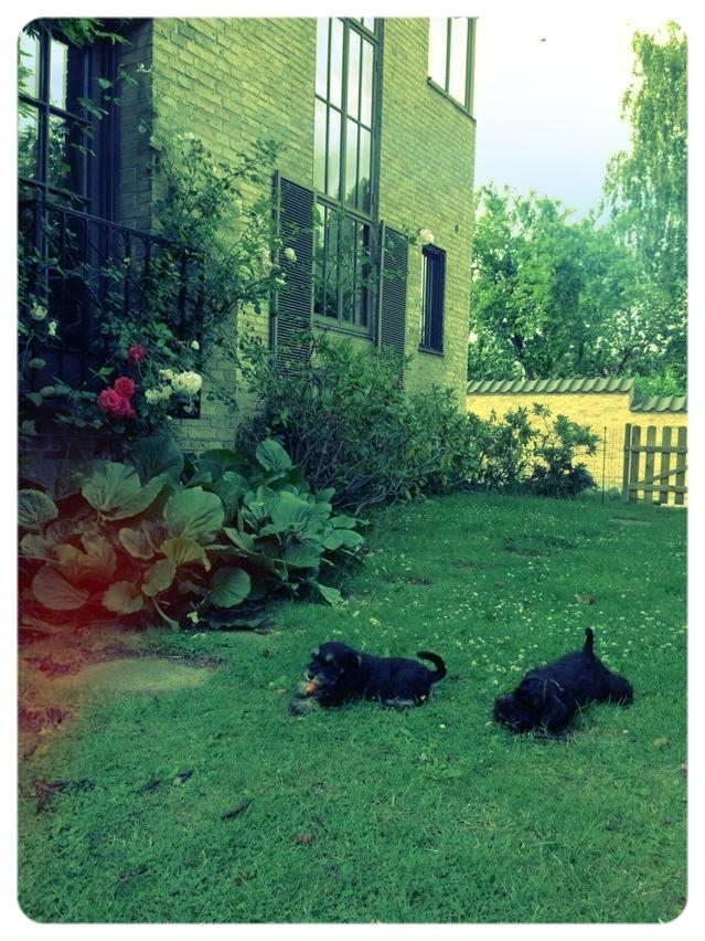 Dvaergschnauzer Frisenborg's Ebba (a.k.a. Bibbi) - Gulerødder sammen med puden i sommers :-) billede 16