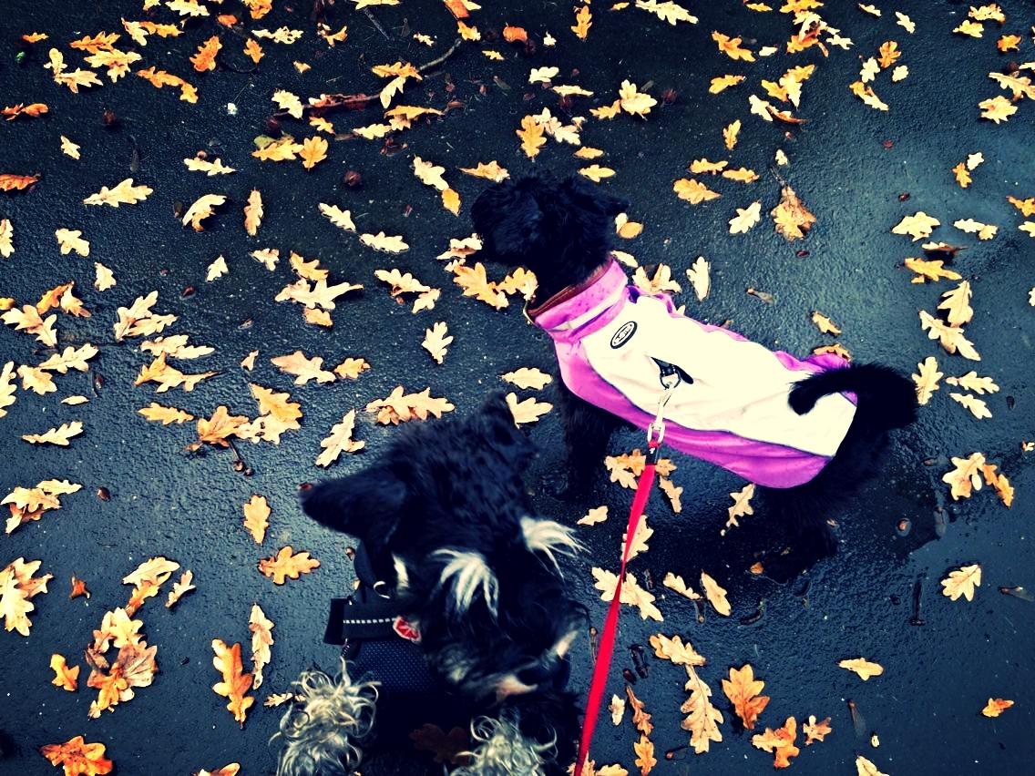 Dvaergschnauzer Frisenborg's Ebba (a.k.a. Bibbi) - På tur med den sorte pude, som nu er kommet i regntøj (ligesom jeg selv), jeg vil dog gerne op, for det regner og jeg HADER regn!!!  billede 15