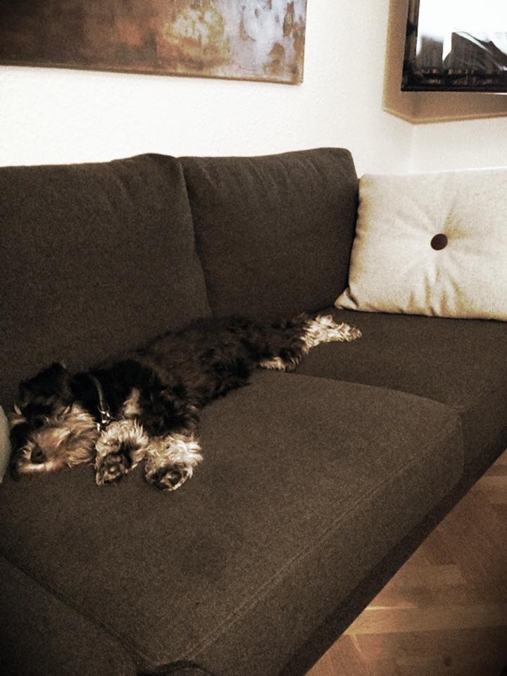 Dvaergschnauzer Frisenborg's Ebba (a.k.a. Bibbi) - Standardposition billede 14
