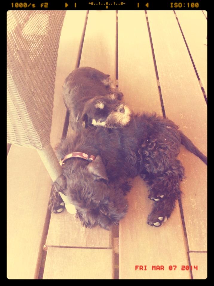 Dvaergschnauzer Frisenborg's Ebba (a.k.a. Bibbi) - Den dag, mødte jeg også den her sorte pude, hun var lidt træls i starten, men som pude er hun nu go' :-D billede 6