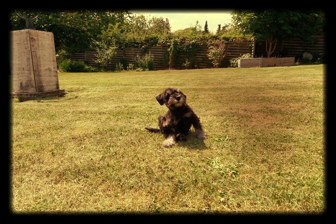 Dvaergschnauzer Frisenborg's Ebba (a.k.a. Bibbi) - Dagen jeg blev hentet, så lille man engang var.. billede 5