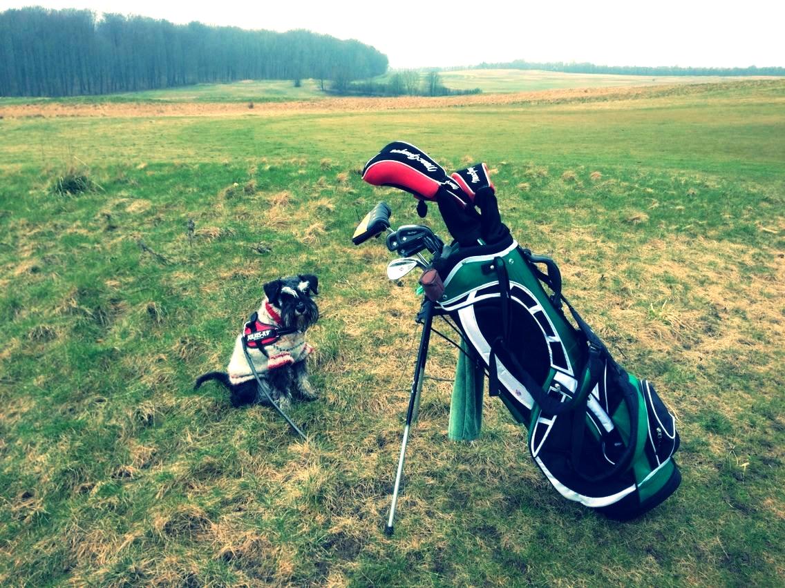 Dvaergschnauzer Frisenborg's Ebba (a.k.a. Bibbi) - Og nutiden, jaja, man kan jo også bare gå på sine ben.. ;-) billede 3