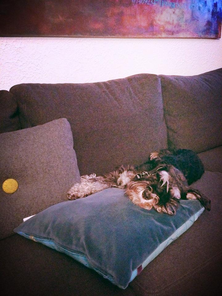 Dvaergschnauzer Frisenborg's Ebba (a.k.a. Bibbi) - Standardposition efter golf/strand/skov/etc.  billede 4