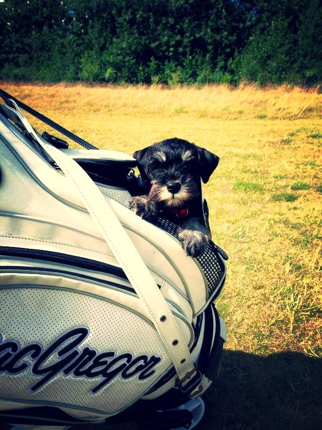 Dvaergschnauzer Frisenborg's Ebba (a.k.a. Bibbi) - Det er så mig som lillebitte hvalp, dengang jeg kunne køre med i bag'en, når vi spiller golf.. Det var tider... billede 2