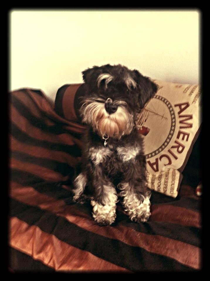 Dvaergschnauzer Frisenborg's Ebba (a.k.a. Bibbi) - Velkommen til min profil, håber I kan lide den :-) billede 1