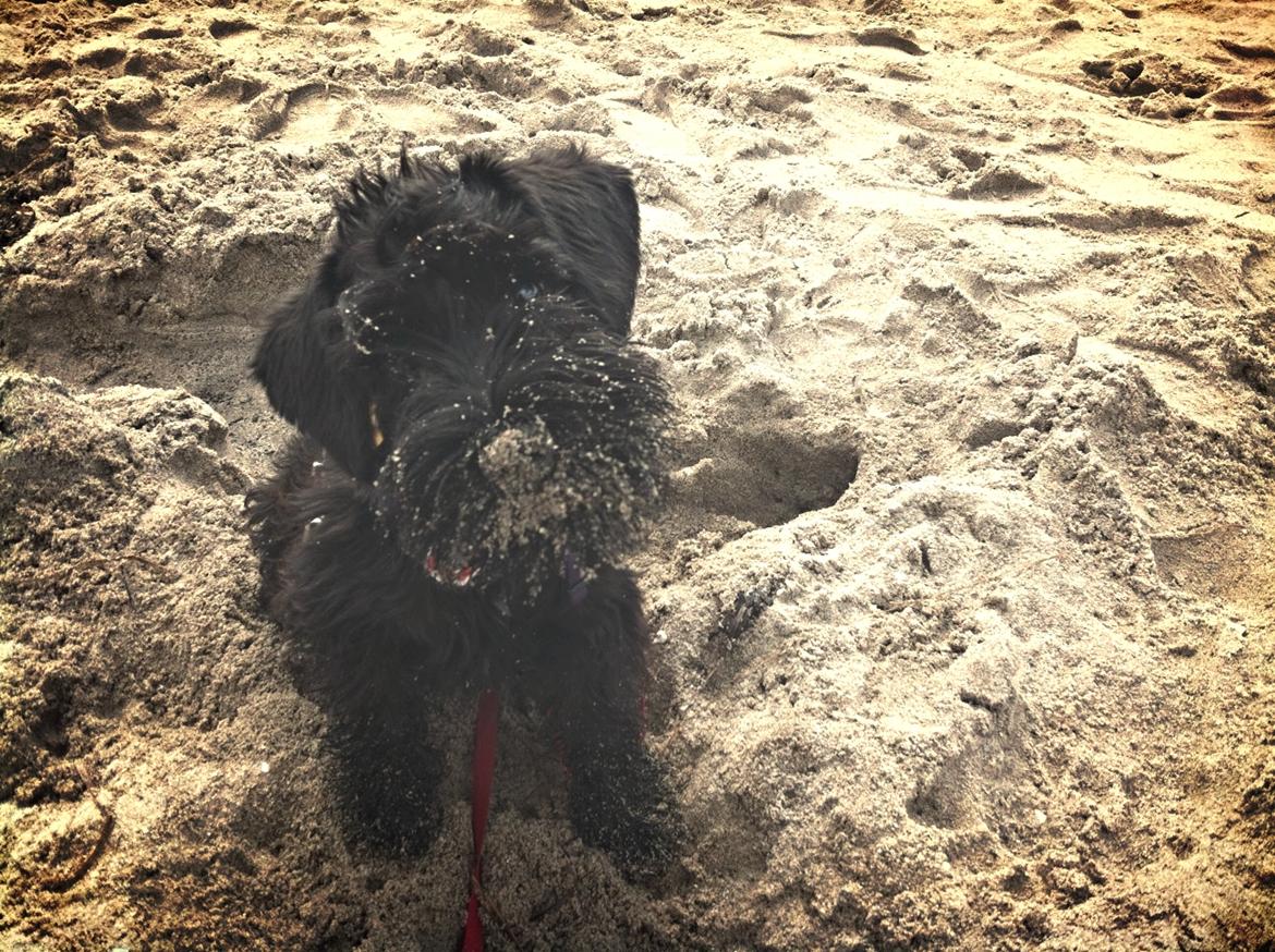 Dvaergschnauzer Sváva's I'm Coco Chanel - På strandtur på Svanemøllen Strand billede 18