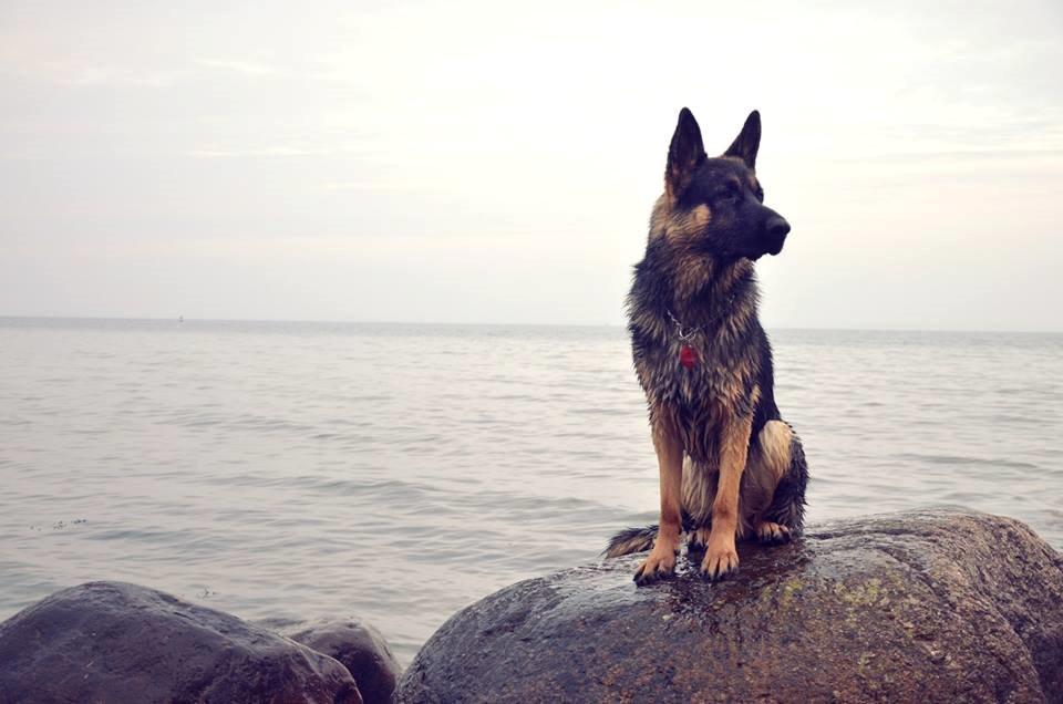 Schæferhund Pascha billede 16