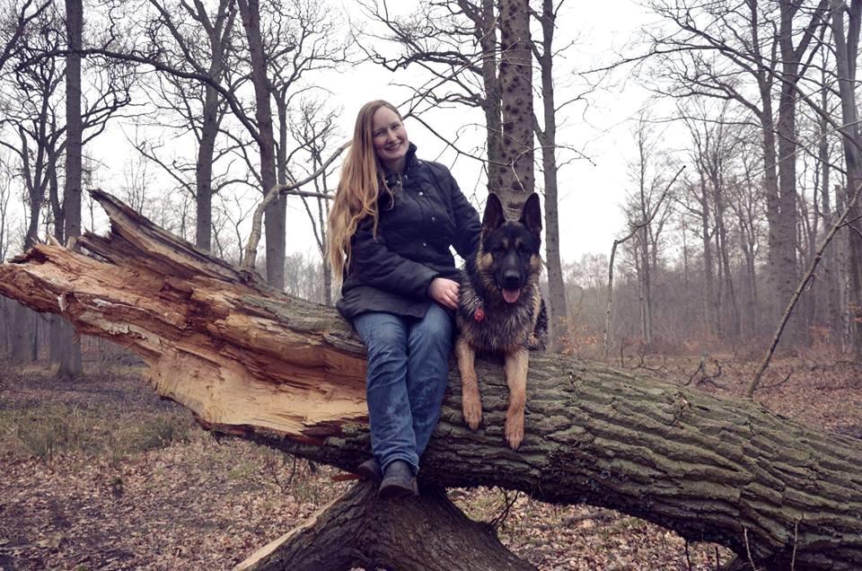 Schæferhund Pascha billede 15