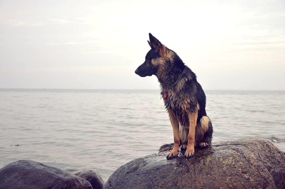 Schæferhund Pascha billede 18
