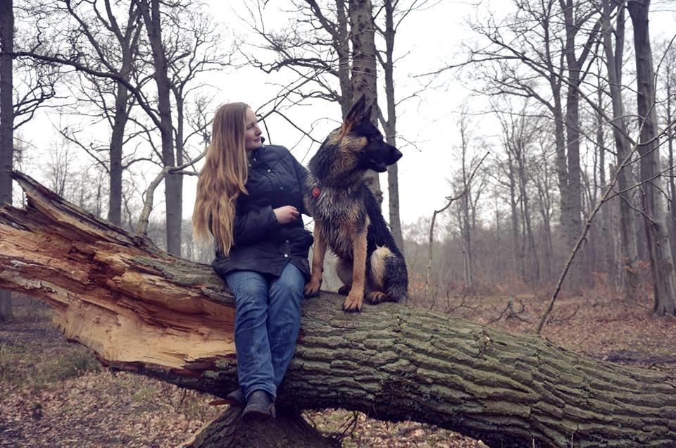 Schæferhund Pascha billede 19