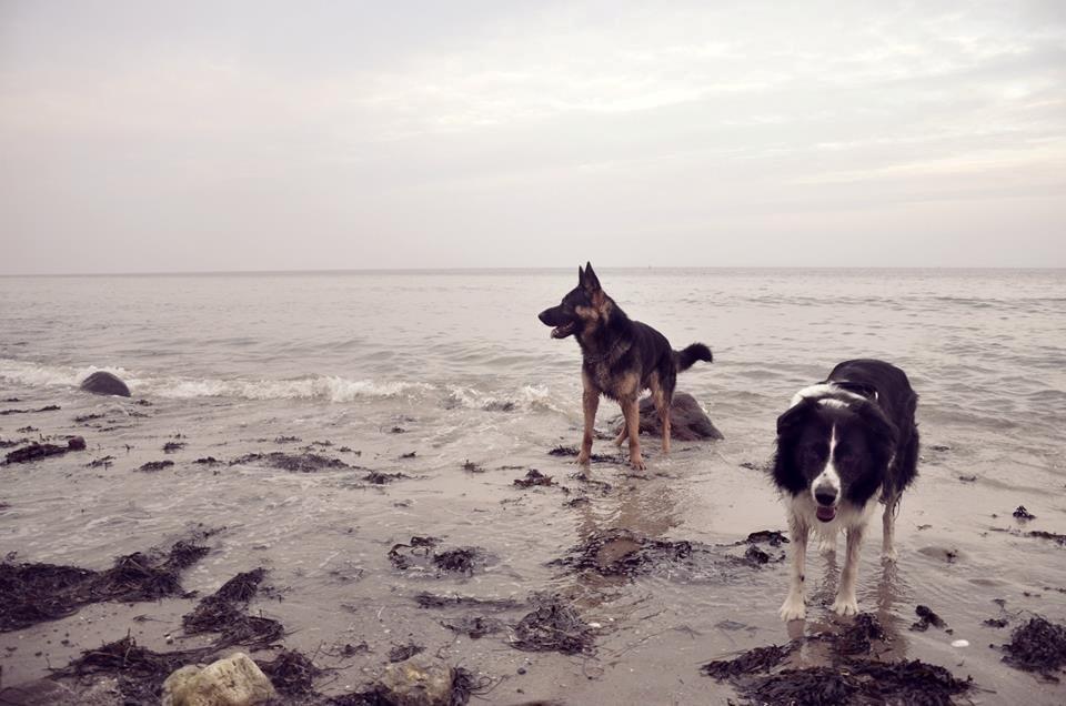 Schæferhund Pascha billede 21