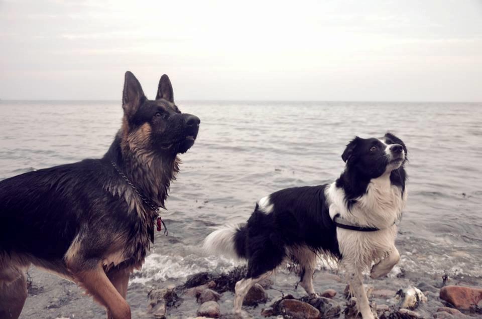 Schæferhund Pascha billede 22