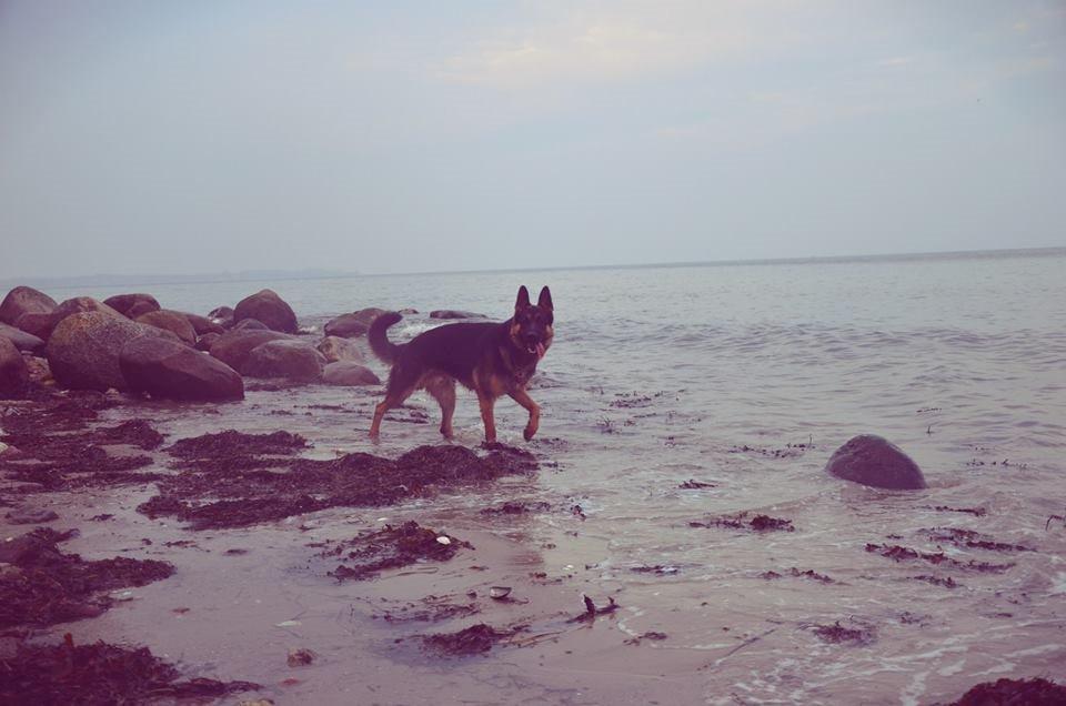 Schæferhund Pascha billede 23